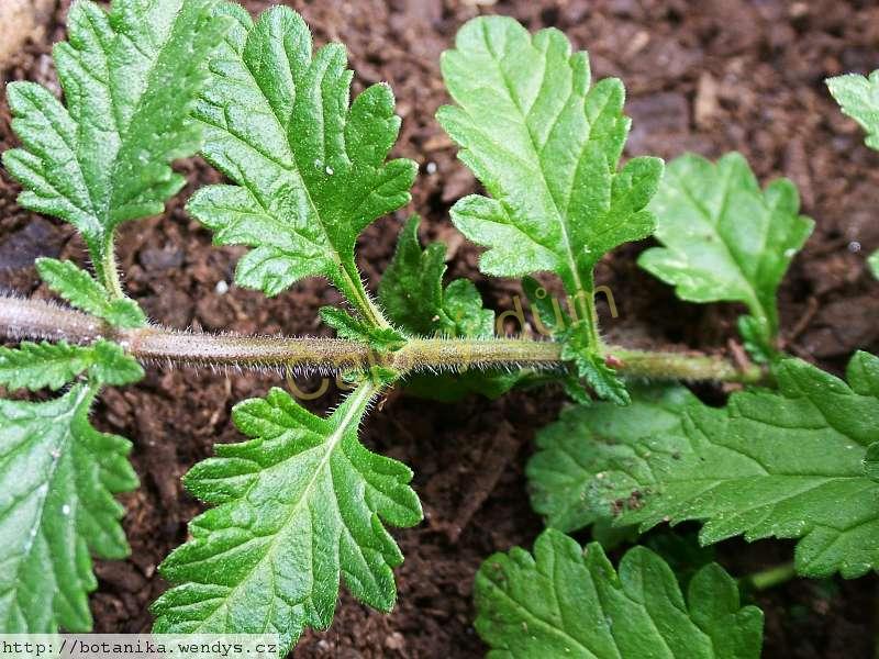 Sporýš nať řezaná